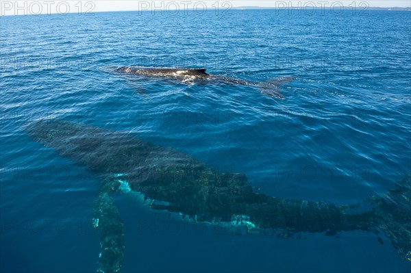 Humpback Whale (Megaptera novaeangliae)