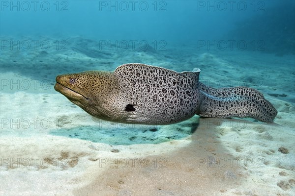 Giant moray (Gymnothorax javanicus) on sandy ground