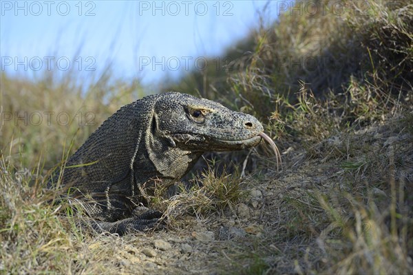 Komodo Dragon (Varanus komodoensis)