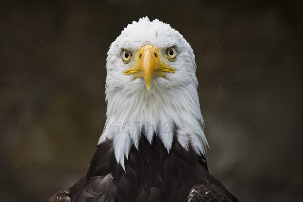 Bald Eagle (Haliaeetus leucocephalus)