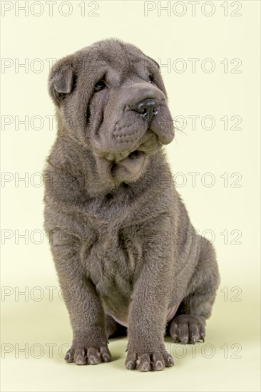 Shar-Pei puppy