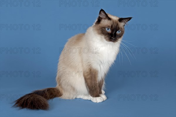 Ragdoll cat