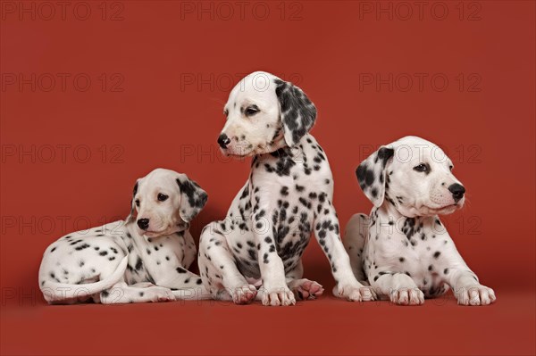 Three Dalmatian puppies