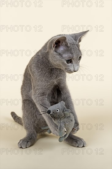 Russian Blue kitten