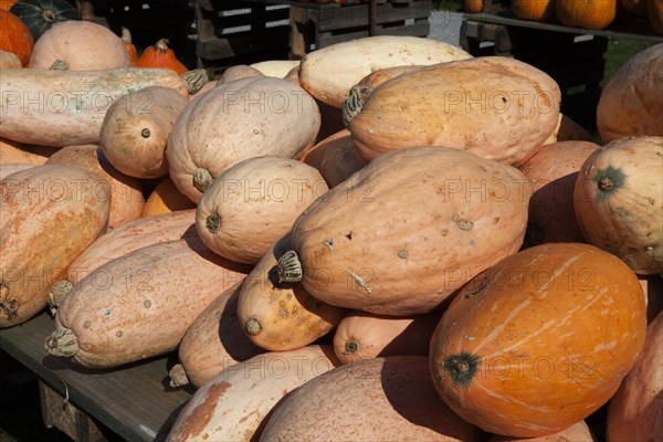 Squashes of the Banana variety