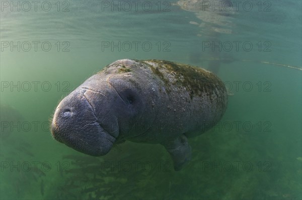 West Indian Manatee (Trichechus manatus)