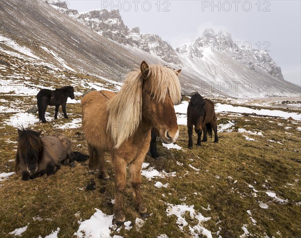 Icelandic horses in winter in front of snowy mountains