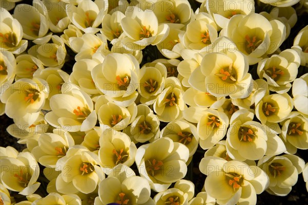 Wild Crocus (Crocus chrysanthus 'Cream Beauty')