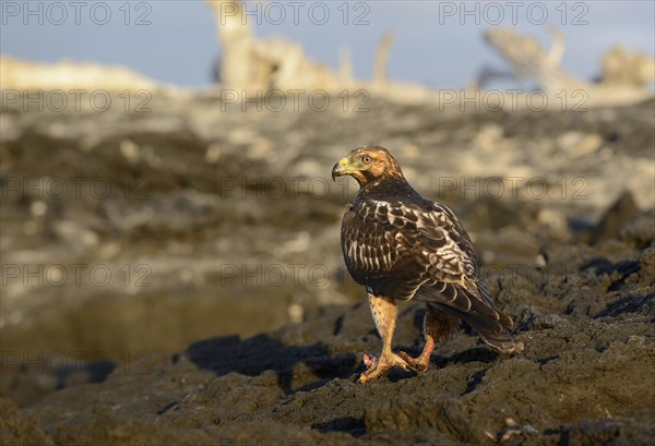 Galapagos hawk (Buteo galapagoensis) perched on lava rock