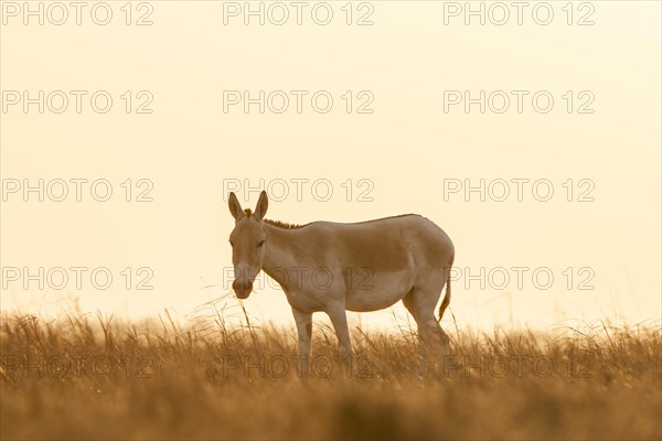 Onager or Asiatic wild ass (Equus hemionus)