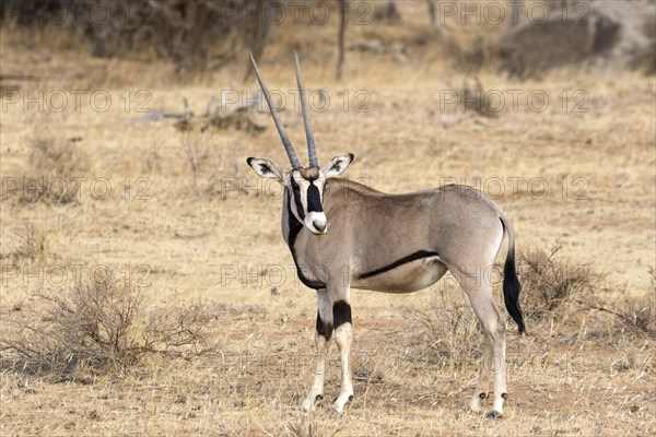 Beisa Oryx (Oryx beisa beisa) adult