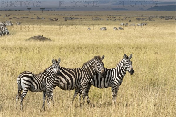 Grant's Zebras (Equus quagga boehmi)