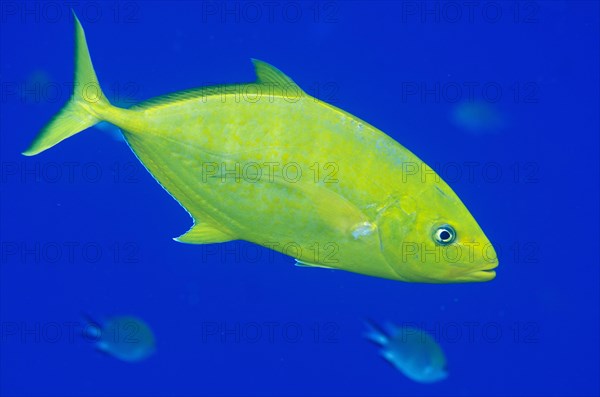 Yellow Orange-spotted Trevally (Carangoides bajad)