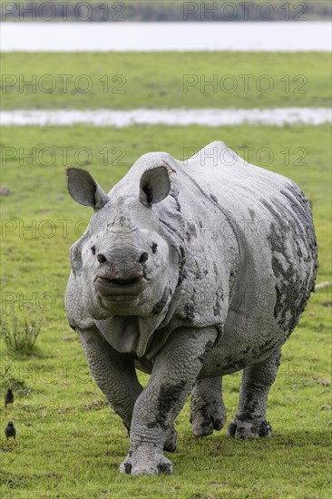 Indian rhinoceros (Rhinoceros unicornis)