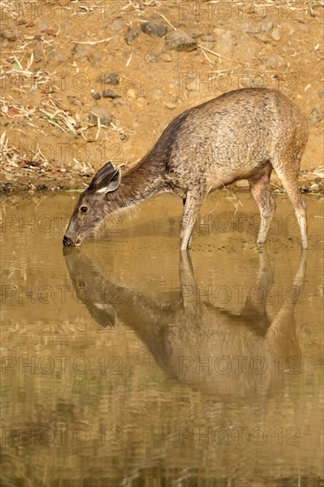 Sambar (Rusa unicolor)