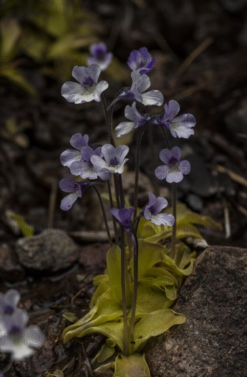 Corsican Butterwort (Pinguicula corsica)