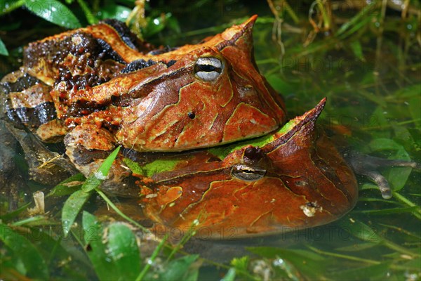 Amazonian horned frogs (Ceratophrys cornuta)