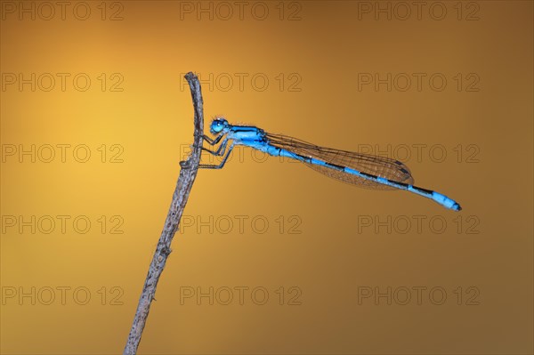 Blue damselfly (Enallagma cyathigerum)