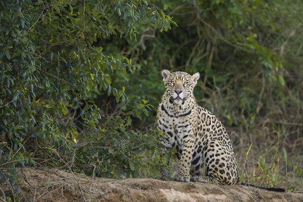 Jaguar (Panthera onca)