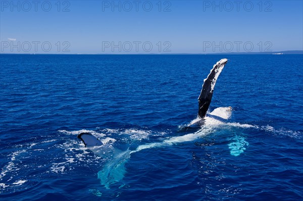 Humpback Whale (Megaptera novaeangliae)