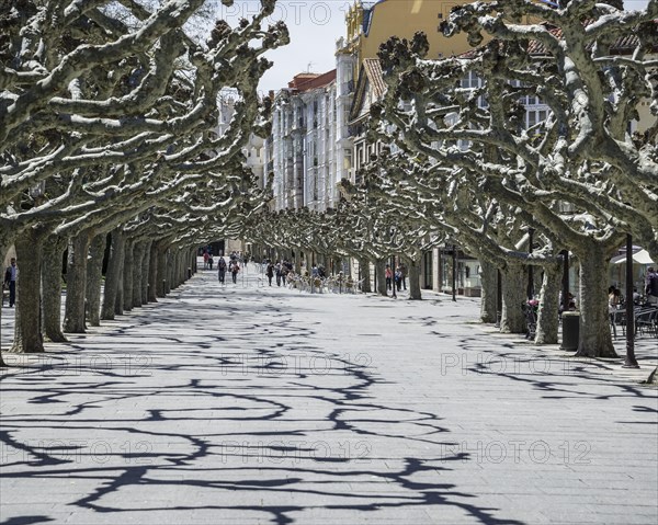 Oriental plane trees (Platanus orientalis) along the Paseo Espolon