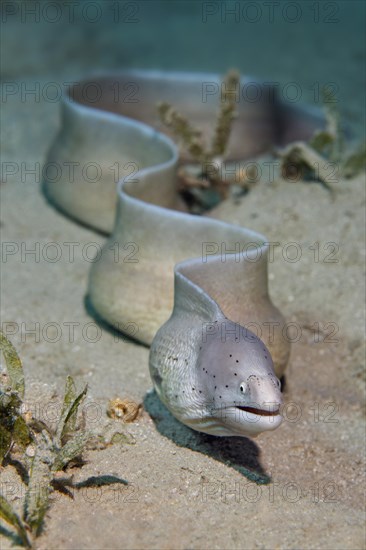 Geometric moray (Gymnothorax griseus)