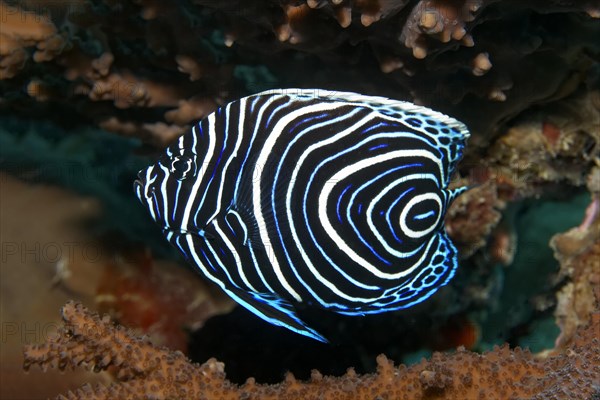 Emperor Angelfish (Pomacanthus imperator)