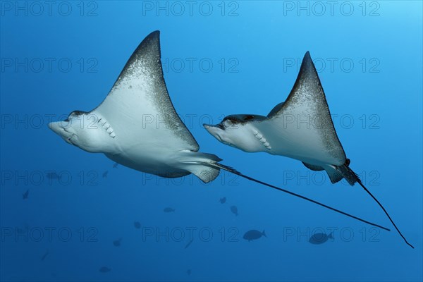 Two Spotted Eagle Rays (Aetobatus narinari)