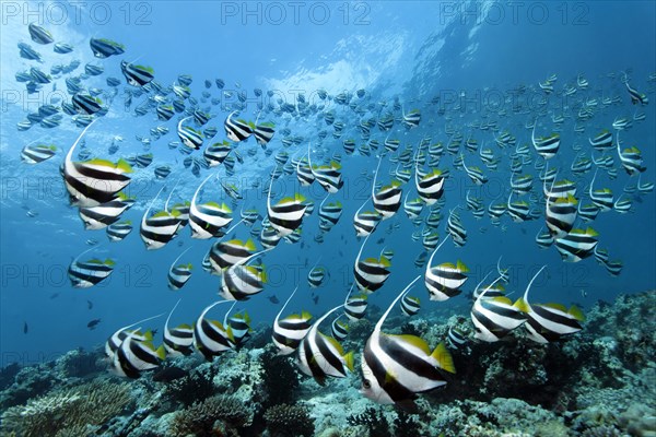 School of Schooling Bannerfish (Heniochus diphreutes) over a coral reef