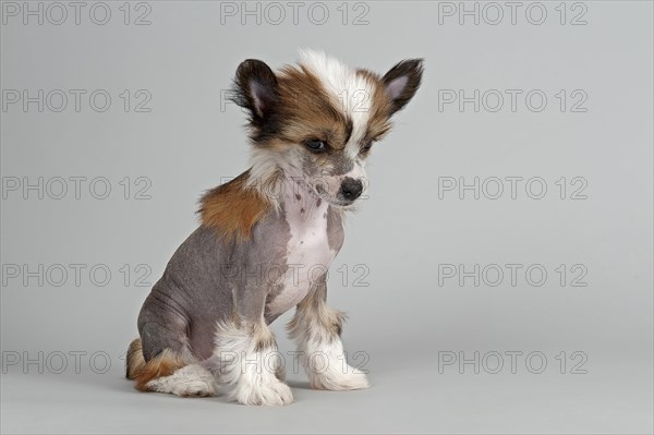 Chinese Crested Dog