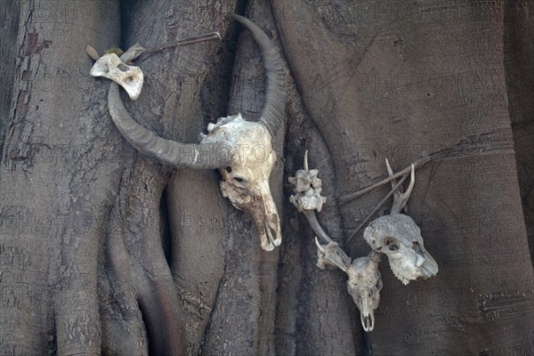 Skulls of Water Buffalo (Bubalus arnee)