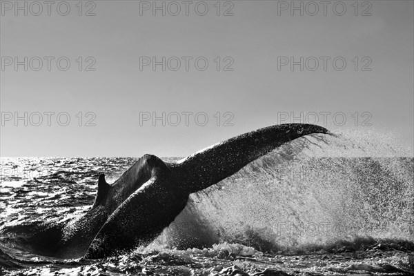 Humpback Whale (Megaptera novaeangliae)