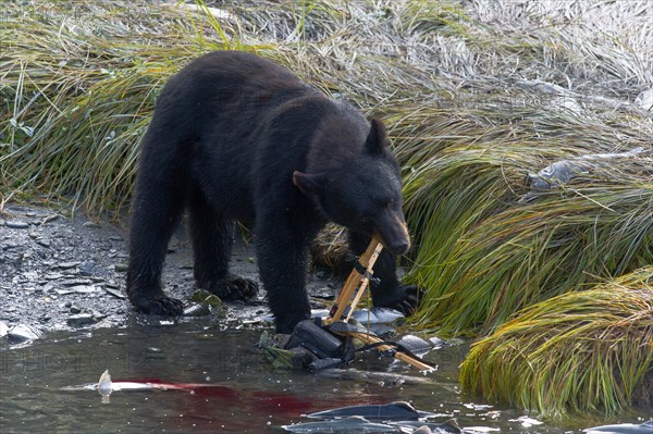 American Black Bear (Ursus americanus) destroying a camera and a tripod