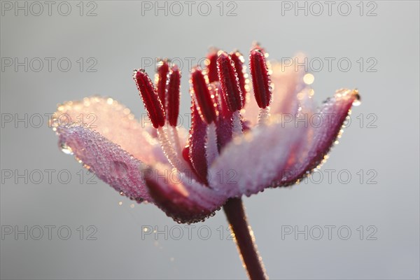 Flowering Rush (Butomus umbellatus)