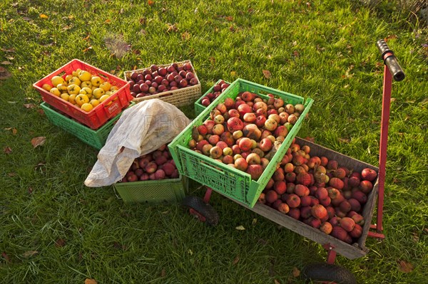 Collected fallen fruit