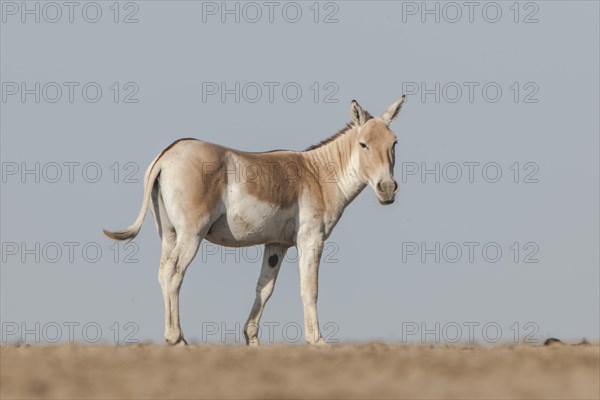 Onager or Asiatic wild ass (Equus hemionus)