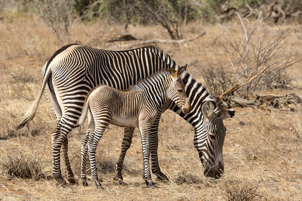 Grevy's Zebras (Equus grevyi)