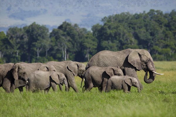 African elephants (Loxodonta africana)