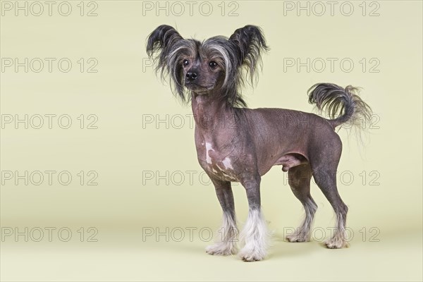 Chinese Crested Dog