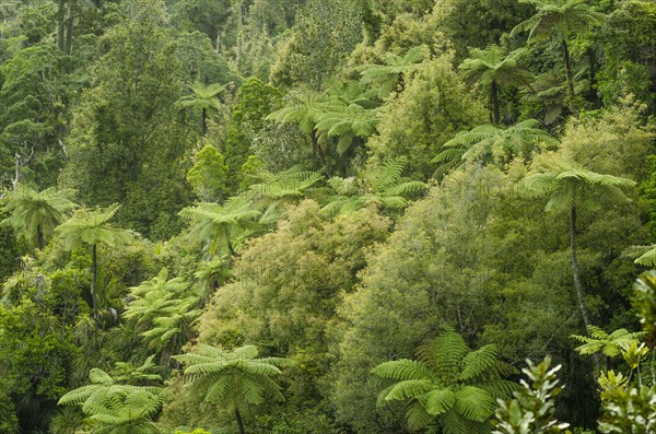 Rainforest vegetation with Tree Ferns (Cyatheales)