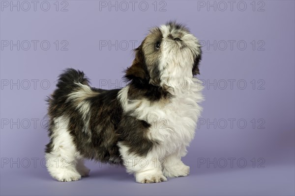 Shih Tzu puppy