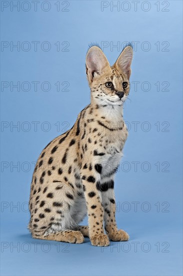 Serval (Leptailurus serval)