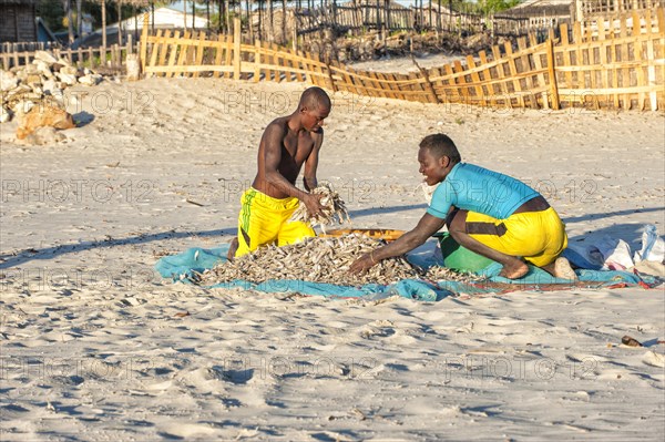 Malagasy fishermen collecting dried fish on the beach