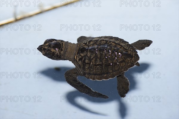 Olive ridley sea turtle (Lepidochelys olivacea)