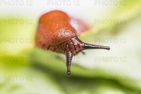 Large Red Slug (Arion rufus)