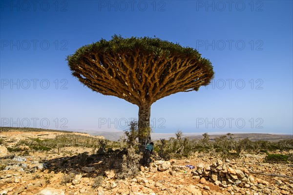 Socotra Dragon Tree or Dragon Blood Tree (Dracaena cinnabari)