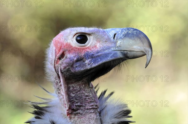 Lappet-faced Vulture (Aegypius tracheliotus syn Torgos tracheliotus)