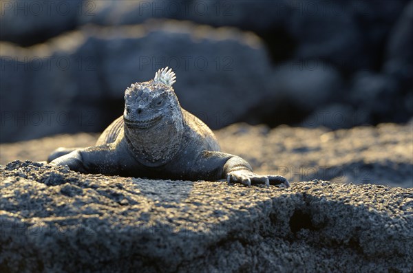 Marine Iguana (Amblyrhynchus cristatus) perched on the rocks