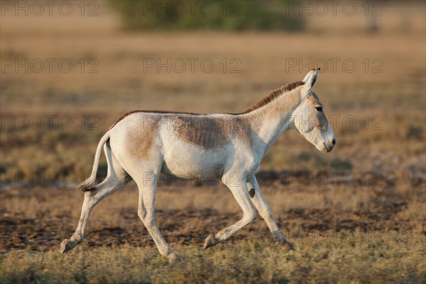 Onager or Asiatic wild ass (Equus hemionus)