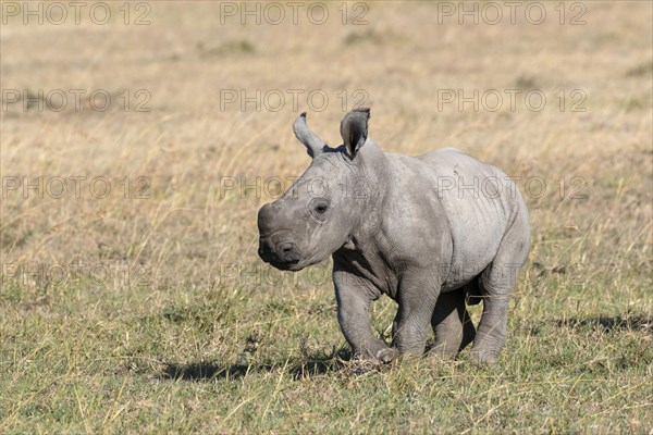 White Rhinoceros (Ceratotherium simum) calf